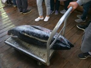 Read more about the article Drone Fishing for Tuna in Florida 
