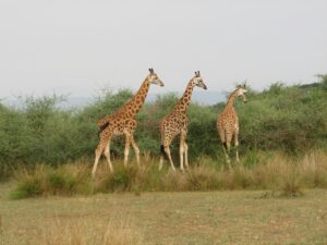 Read more about the article Beginners Guide to Uganda