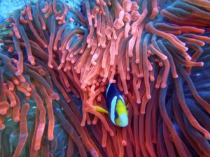 Read more about the article Best Places to Night Dive
