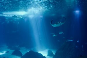 Read more about the article Largest Underwater Volcano